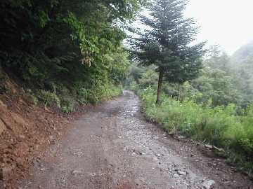 樫山林道